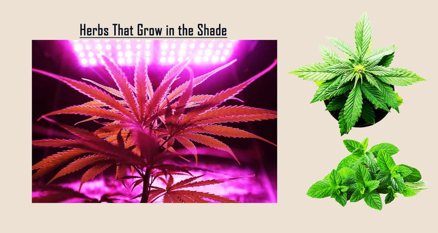 10 Herbs That Grow in the Shade: Low Light Herbs