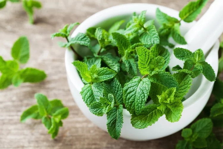 10 Herbs That Grow in the Shade: Low Light Herbs