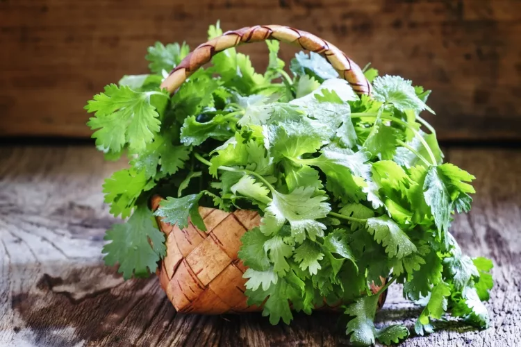 Cilantro