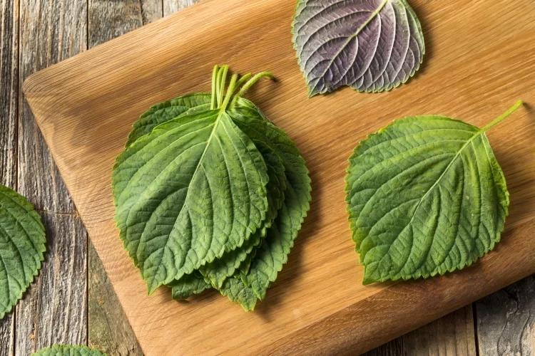 Shiso