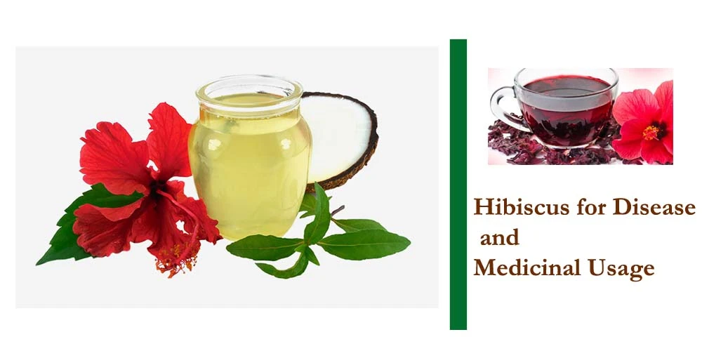 Hibiscus For Medicinal Usage