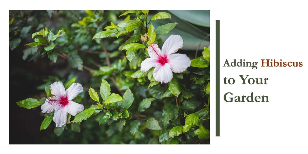 Hibiscus In Garden