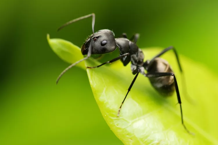 How to get rid of ants in the garden