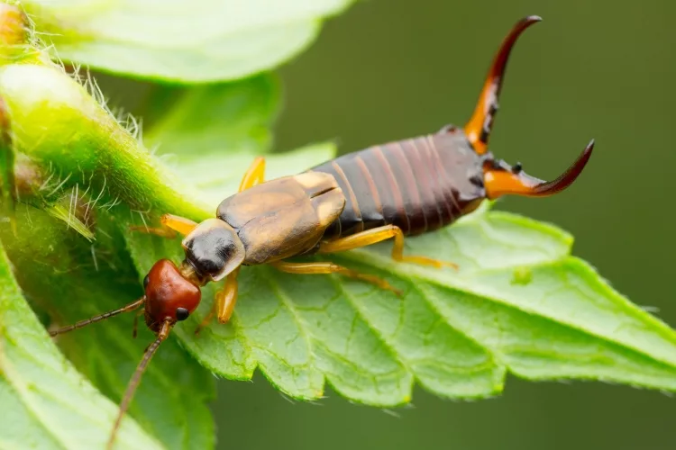 How to get rid of earwigs in the garden