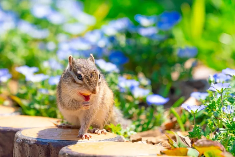 How do I keep squirrels and chipmunks out of my garden?