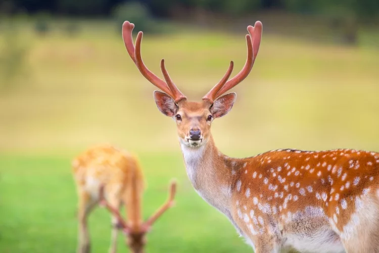 How to Keep Deer Out of Garden Fishing Line