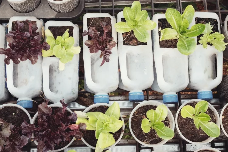 How do you use a plastic water bottle for gardening?