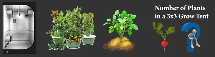 Número De Plantas Para una Tienda de Cultivo de 3x3