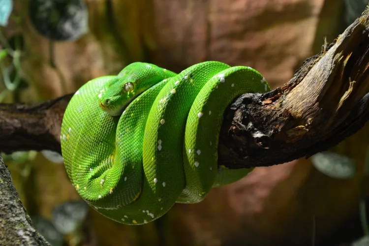 How to Get Rid of Garden Snakes