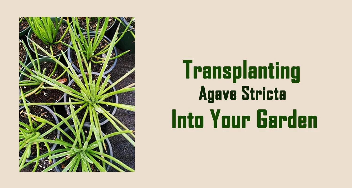 Transplanting Agave Stricta into Your Garden