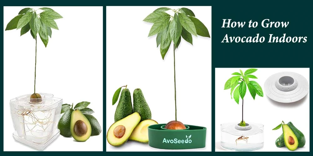 How to Grow an Avocado Indoor Plant?