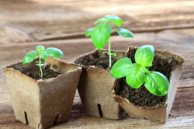 How to Grow Basil Indoors (Starting Basil Seed)