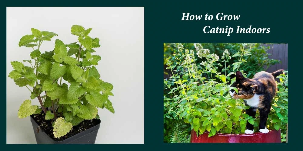 How to Grow Catnip Indoors – An Idea