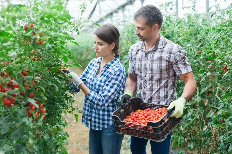 How to Grow Cherry Tomatoes?