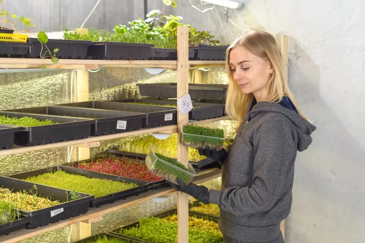 Familiarities with Microgreen