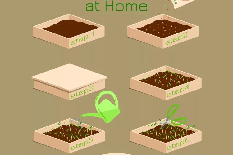 How to Grow Microgreens at Home?