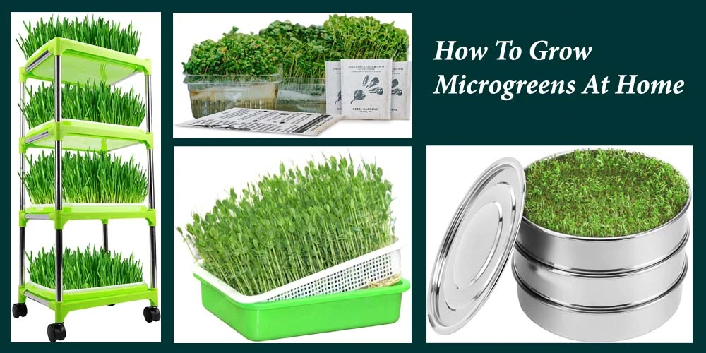 How To Grow Microgreens At Home