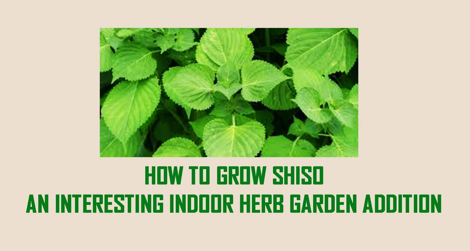 How to Grow Shiso – An Interesting Indoor Herb Garden Addition