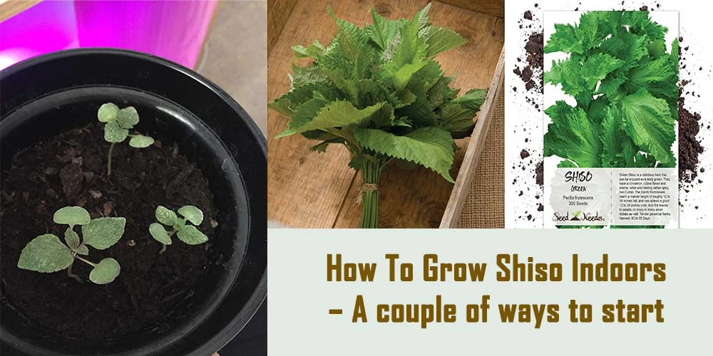 How To Grow Shiso Indoors