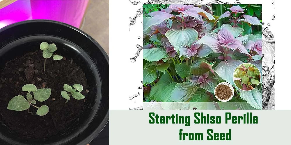 Starting Shiso Perilla From Seed
