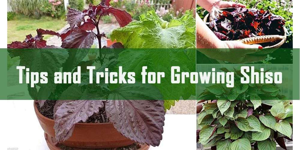 Tips And Tricks For Growing Shiso