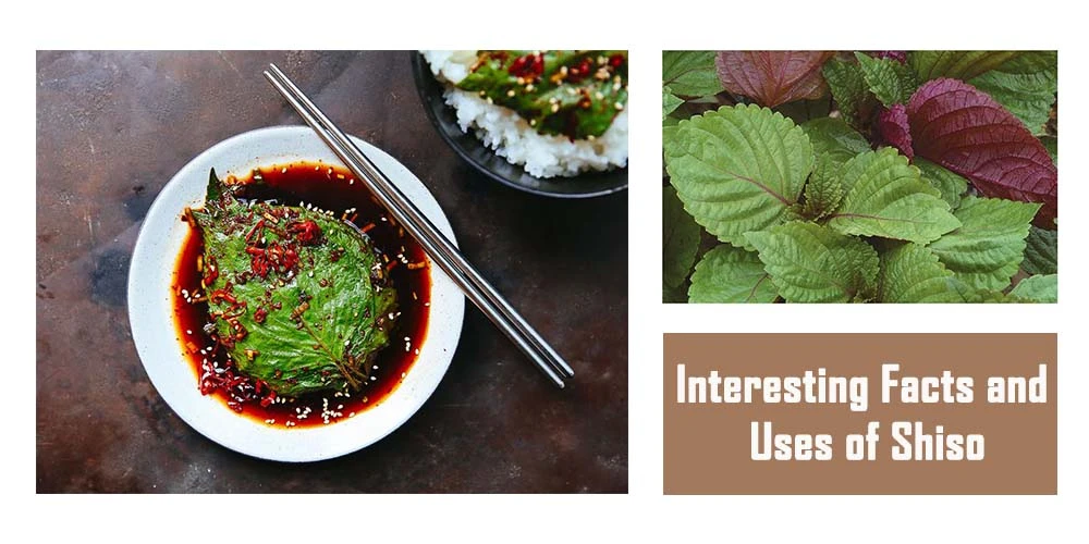 Interesting Facts And Uses Of Shiso