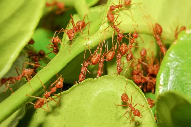 How to Keep Ants Out of Garden