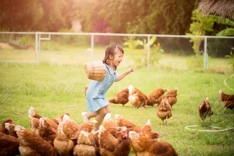 How to Keep Chickens Out of Garden