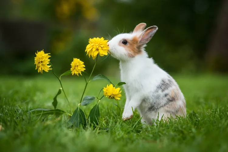 What is a natural rabbit repellent?
