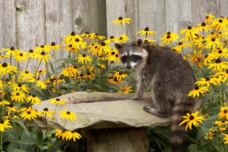 What scent will keep raccoons away?