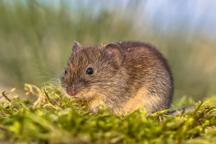 How to Keep Rodents Out of Garden