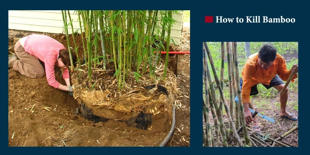 How to Kill Bamboo - An Idea