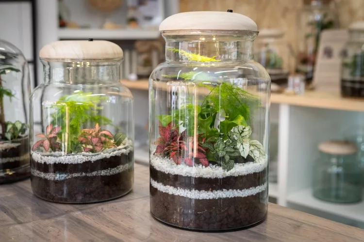 Terrarium with plants