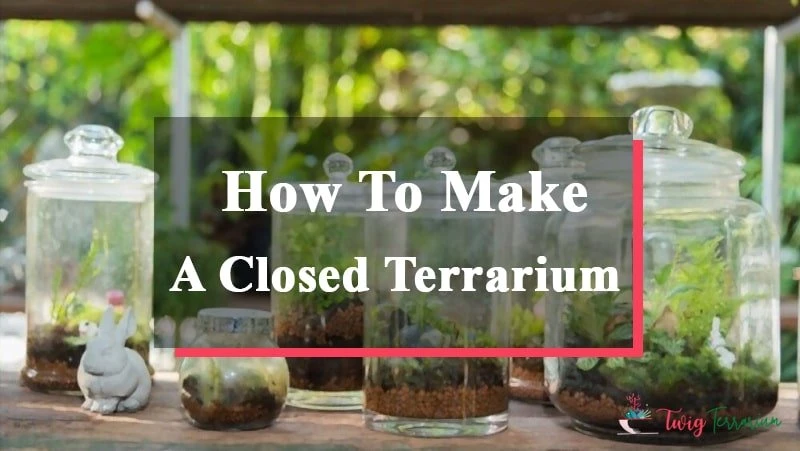 How To Make Closed Terrarium