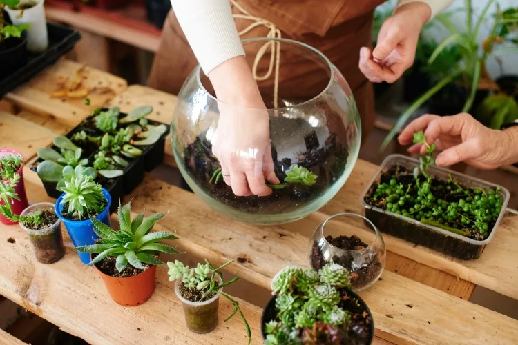 How To Make Succulent Terrarium