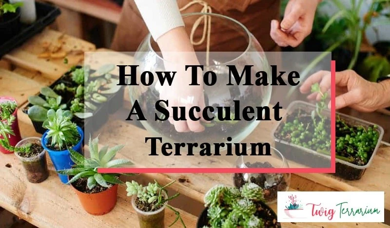 How To Make Succulent Terrarium
