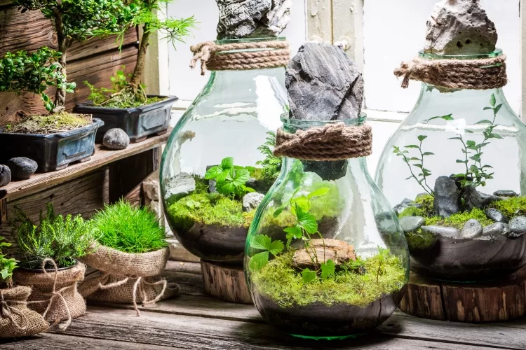 How To Make Terrarium In A Jar