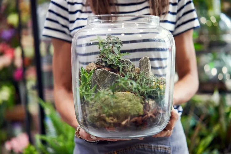 Moss Terrariums