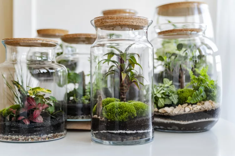 Terrarium Caring Guide