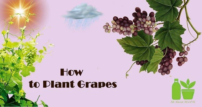 How to Plant Grapes – An Idea