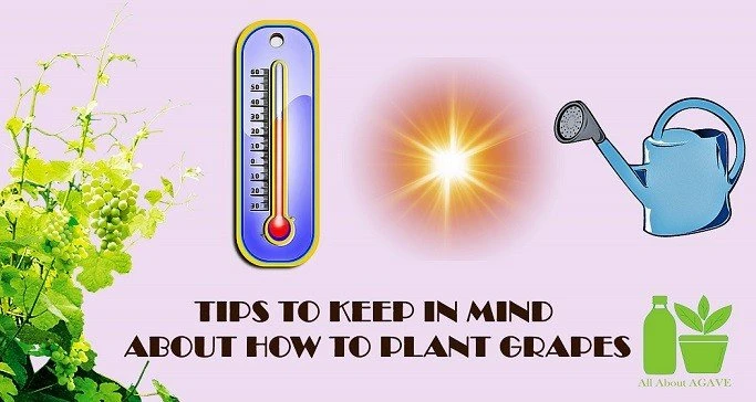 Tips To Plant Grapes