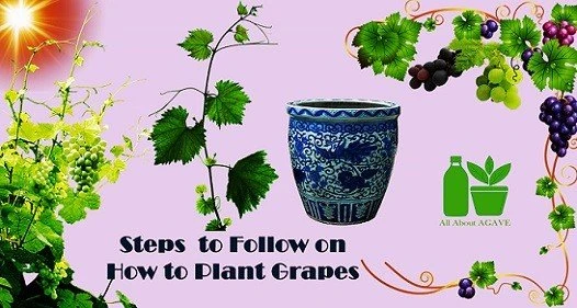Steps to Plant Grapes 