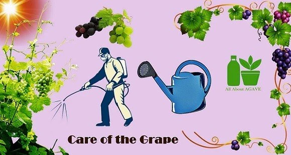 Take Care Of The Grape