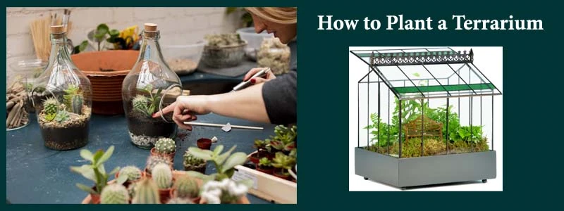 Simple Steps on How to Plant a Terrarium