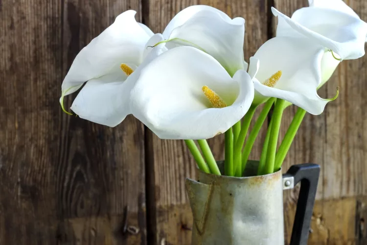 The Right Way to Prune a Peace Lily