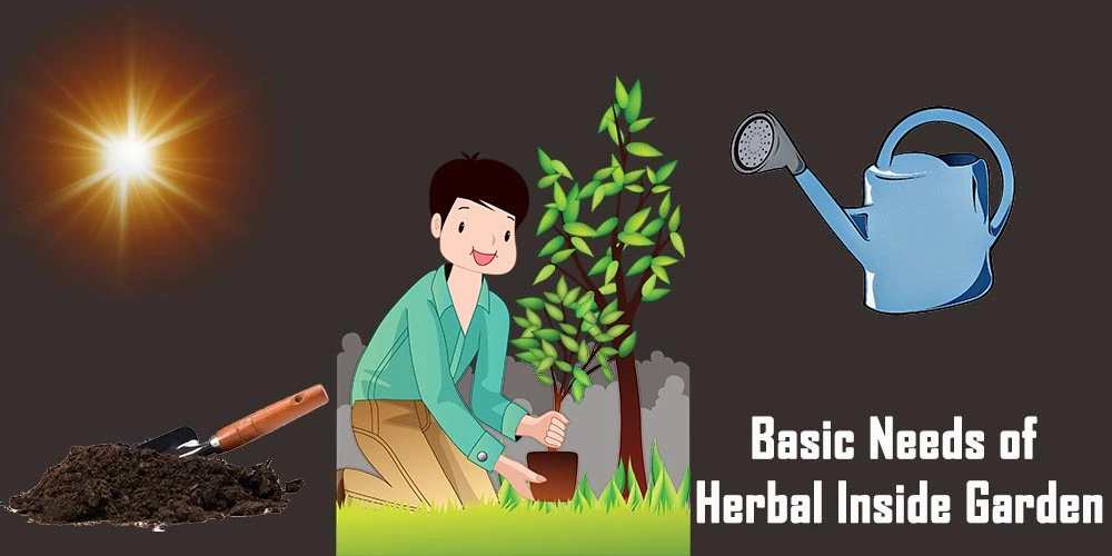Basic Needs Of Herbal Inside Garden