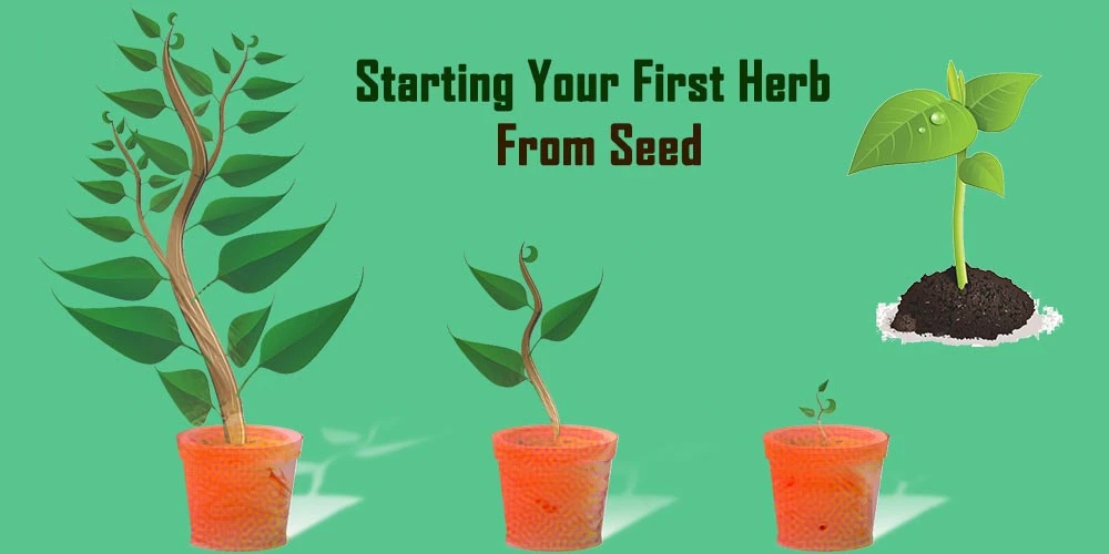 Starting Your First Herb From Seed