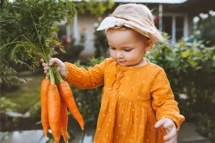 How to store carrots from the garden