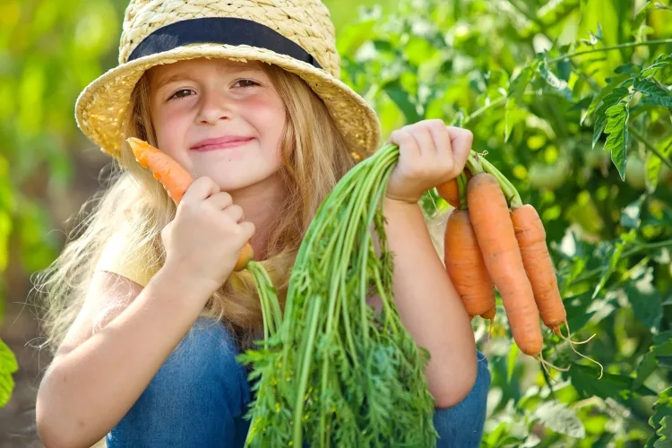 How do you store fresh picked carrots from the garden?