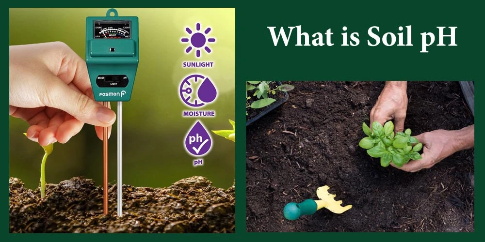 What Is Soil PH